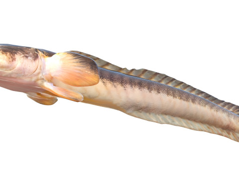 Violet Goby fish 3D Model