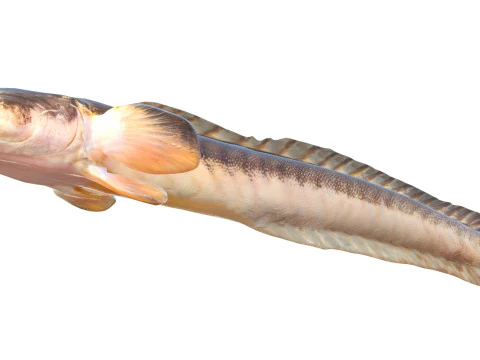 Violet Goby fish 3D Model