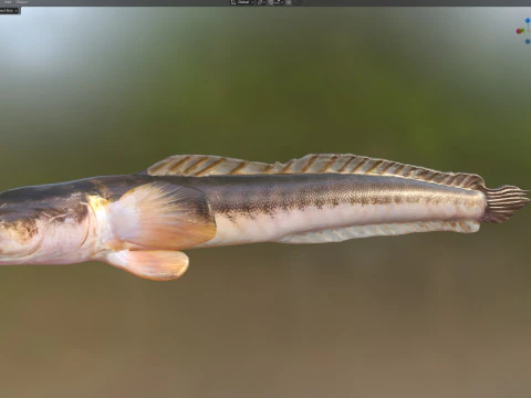 Violet Goby fish 3D Model