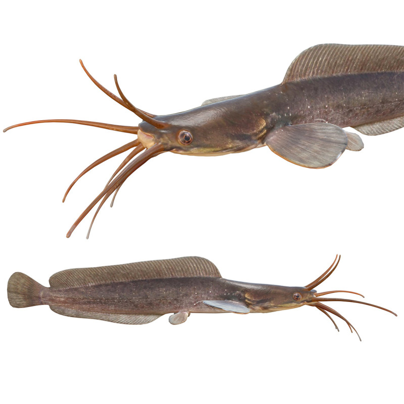 行走的鲶鱼 3D 模型 .c4d .max .obj .3ds .fbx .stl .blend