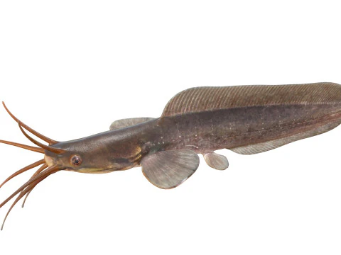 Poisson-chat ambulant Modèle 3D