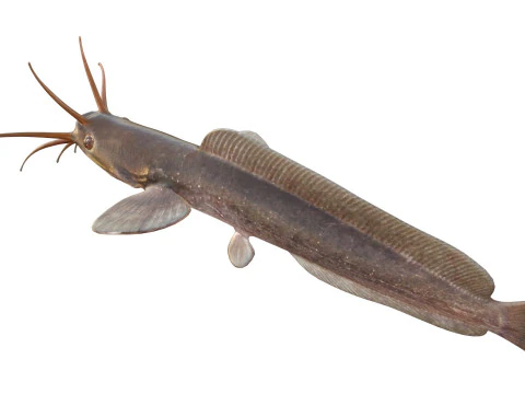 Poisson-chat ambulant Modèle 3D