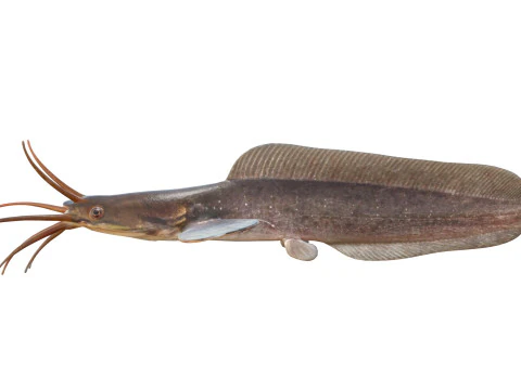 Poisson-chat ambulant Modèle 3D