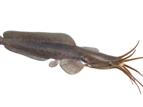 Poisson-chat ambulant Modèle 3D