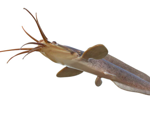 Poisson-chat ambulant Modèle 3D