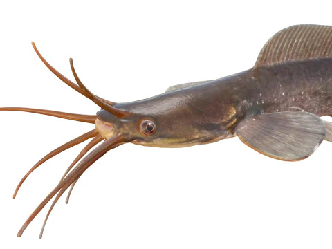 Poisson-chat ambulant Modèle 3D