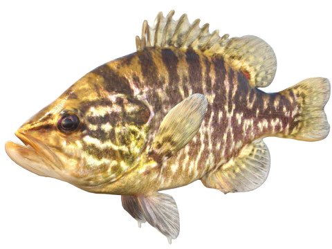 Ryba Warmoutha Model 3D