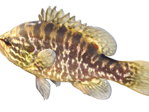 Warmouth fish 3D Model