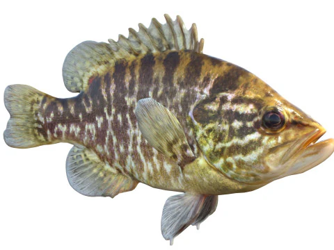 Warmouth fish 3D Model