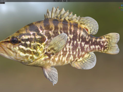 Warmouth fish 3D Model