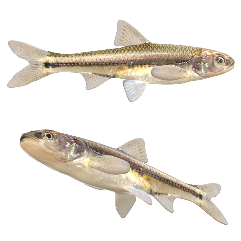 Weed Shiner fish 3D Model .c4d .max .obj .3ds .fbx .stl .blend 