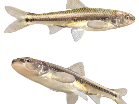 Ryba Weed Shiner Model 3D