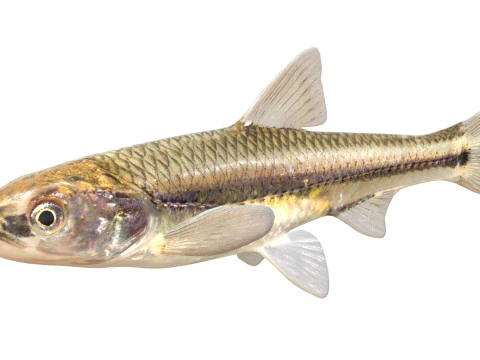 Weed Shiner fish 3D Model