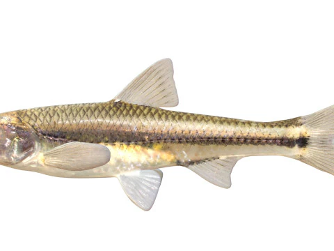Weed Shiner fish 3D Model