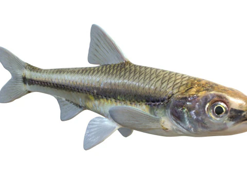Weed Shiner fish 3D Model