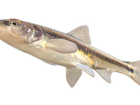 Weed Shiner fish 3D Model