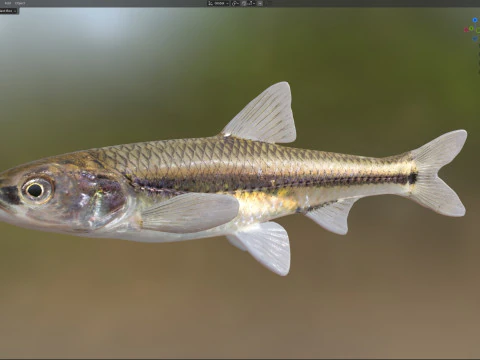 Weed Shiner fish 3D Model