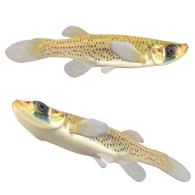 Western Starhead Topminnow fish 3D Model .c4d .max .obj .3ds .fbx .stl .blend 