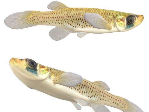 Pez Topminnow Starhead occidental Modelo 3D