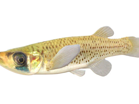 Western Starhead Topminnow fish 3D Model