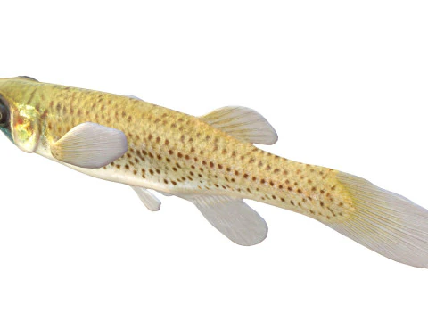 Western Starhead Topminnow fish 3D Model