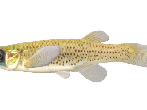 Western Starhead Topminnow fish 3D Model