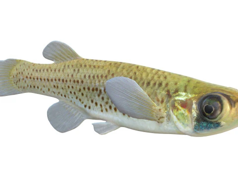 Western Starhead Topminnow fish 3D Model