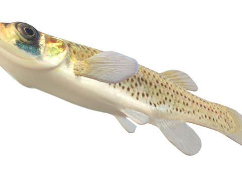 Western Starhead Topminnow fish 3D Model