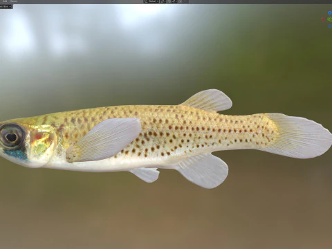 Western Starhead Topminnow fish 3D Model