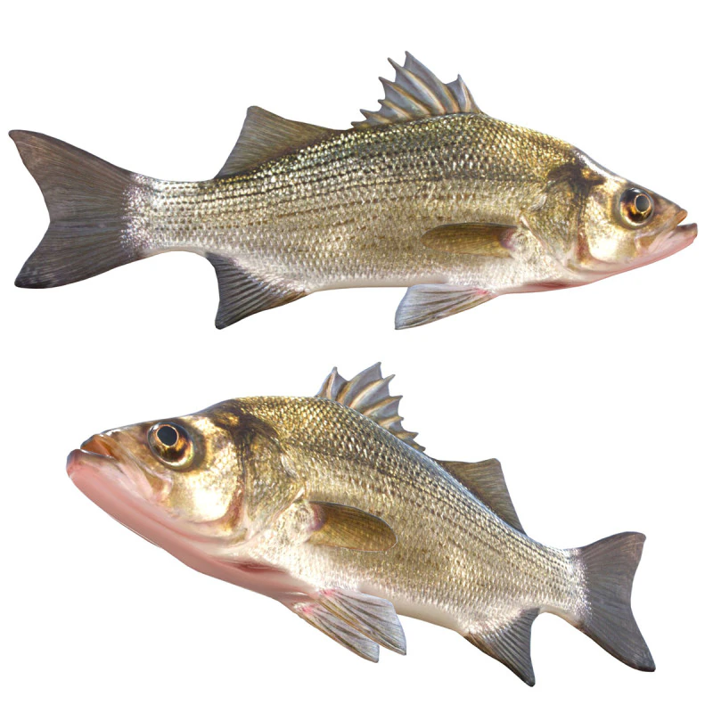 White Bass fish 3D Model .c4d .max .obj .3ds .fbx .stl .blend 