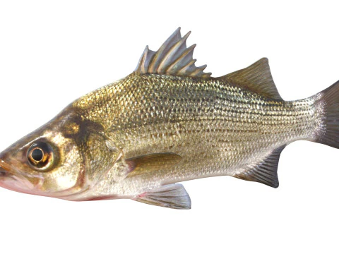 White Bass fish 3D Model