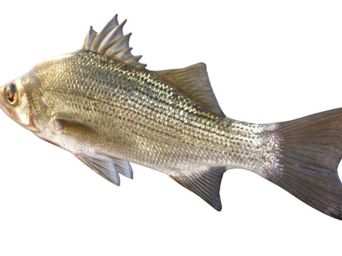 White Bass fish 3D Model
