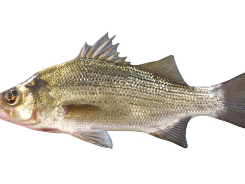 White Bass fish 3D Model