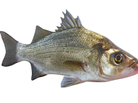 White Bass fish 3D Model