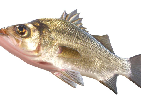 White Bass fish 3D Model