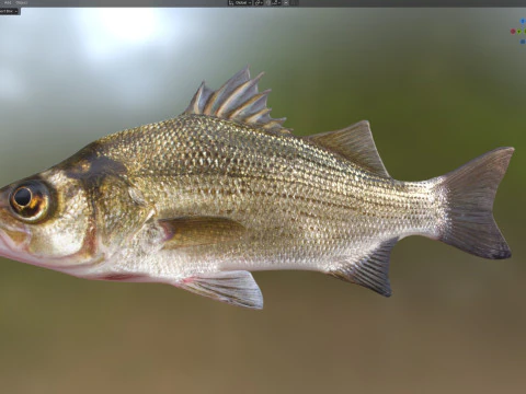 White Bass fish 3D Model