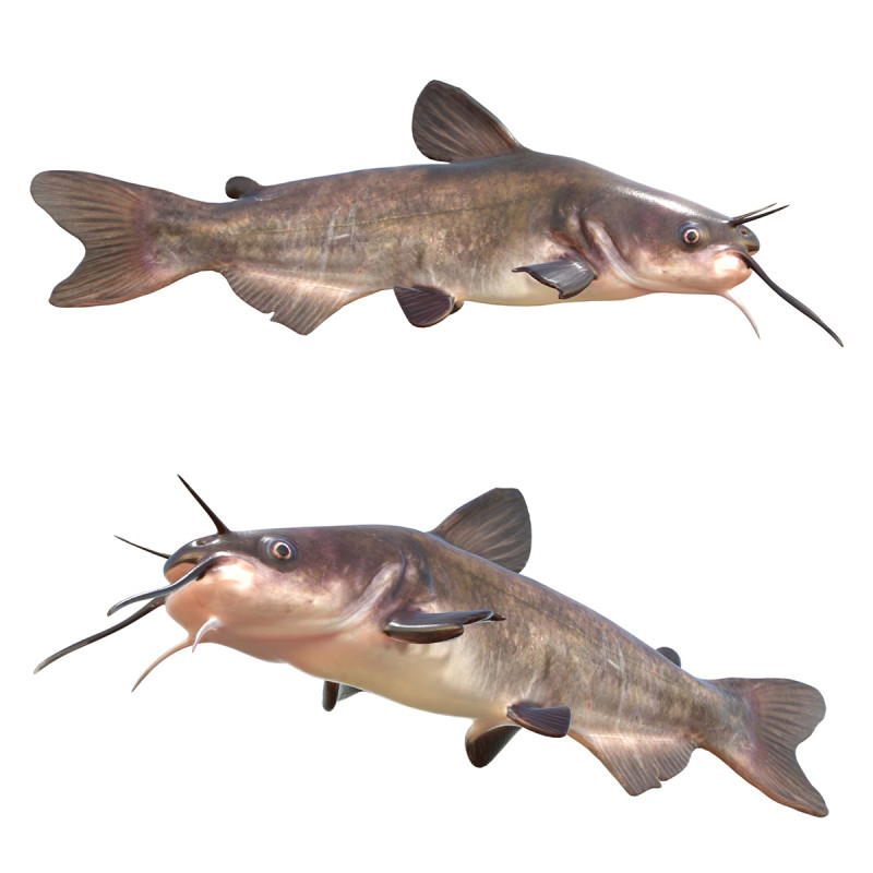 Weißer Wels 3D Modell .c4d .max .obj .3ds .fbx .stl .blend