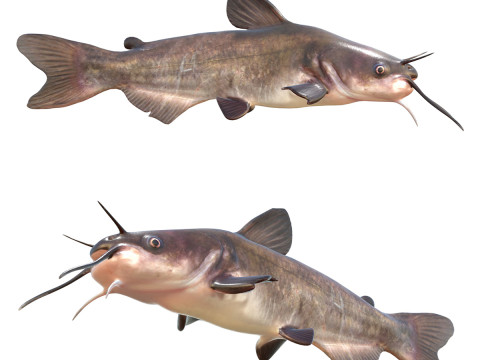 bagre blanco Modelo 3D