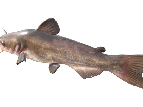 Wei&szlig;er Wels 3D Modell
