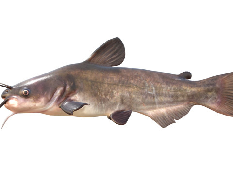 Wei&szlig;er Wels 3D Modell