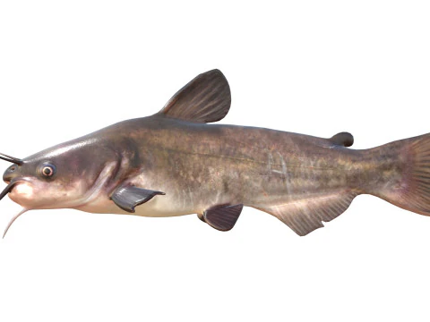 Bagre Branco Modelo 3D