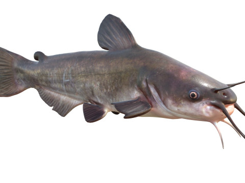 Wei&szlig;er Wels 3D Modell