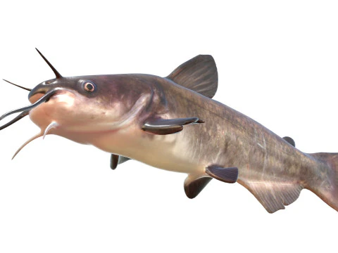 Bagre Branco Modelo 3D