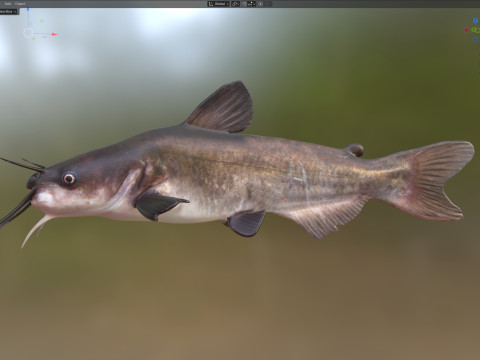 Wei&szlig;er Wels 3D Modell