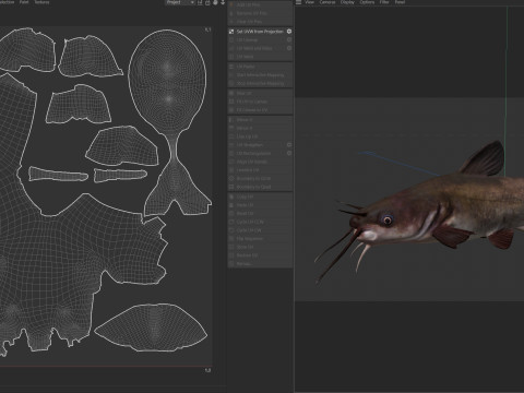 Wei&szlig;er Wels 3D Modell
