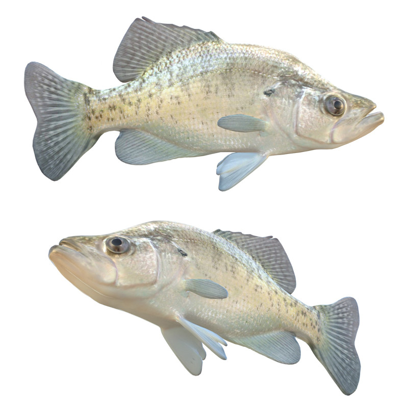 White Crappie fish 3D Model .c4d .max .obj .3ds .fbx .stl .blend