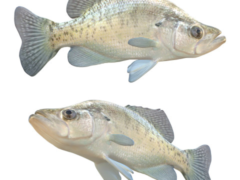 Pescado tipo tipo de pez blanco Modelo 3D