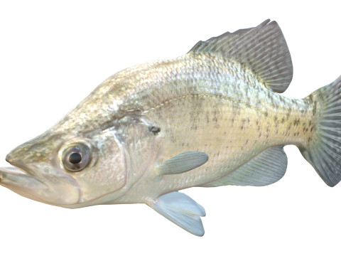 White Crappie fish 3D Model