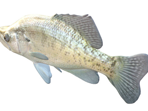 White Crappie fish 3D Model