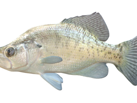 White Crappie fish 3D Model